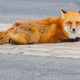 Image for article titled Did Ancient Humans Domesticate Foxes?
